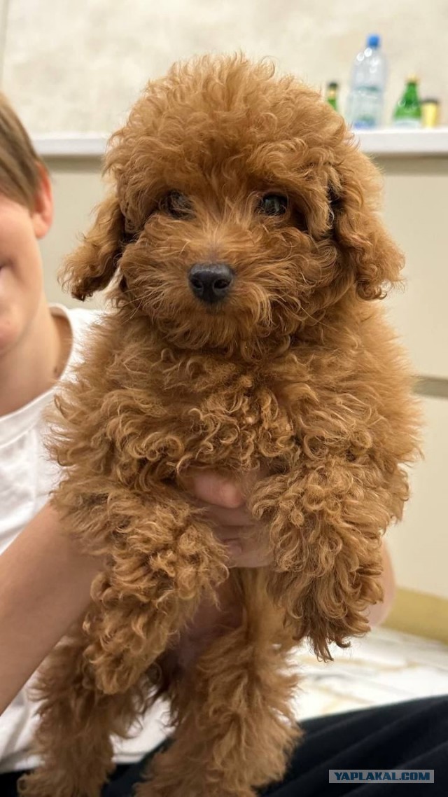 Три стаффа загрызли мальтипу на руках у девушки, пока хозяин лежал рядом