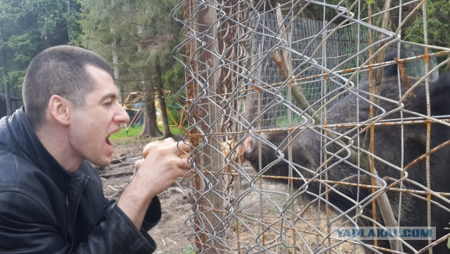 Грибники на дереве и кабаны