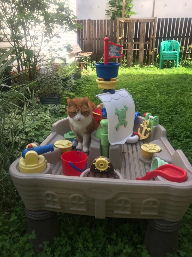 Котовторник! 16+ Коллеги-рабы, отмечаемся, у кого хозяину много лет!