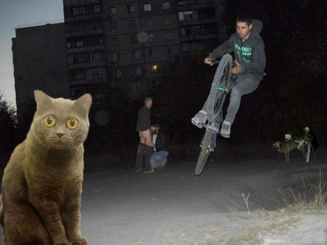 Сына котики