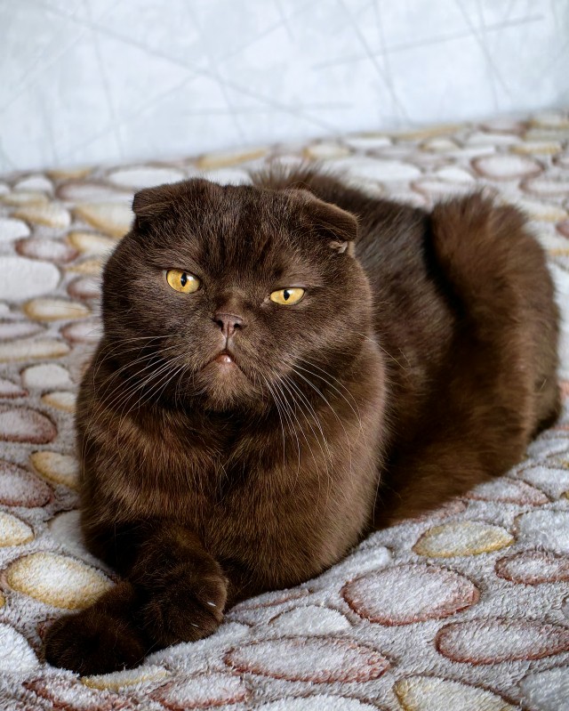 Откуда у котов курдюк и зачем он нужен?