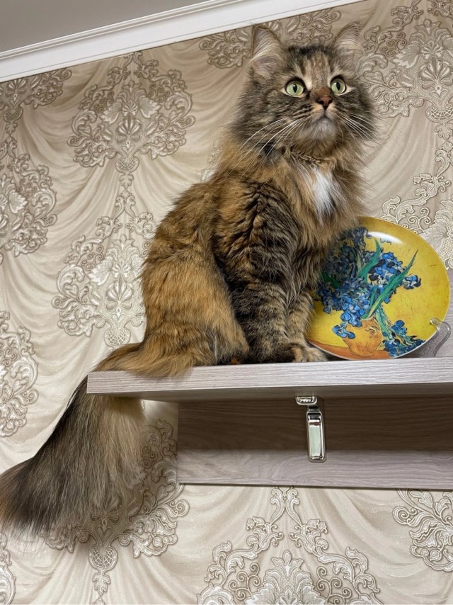 Котовтоник в картинках