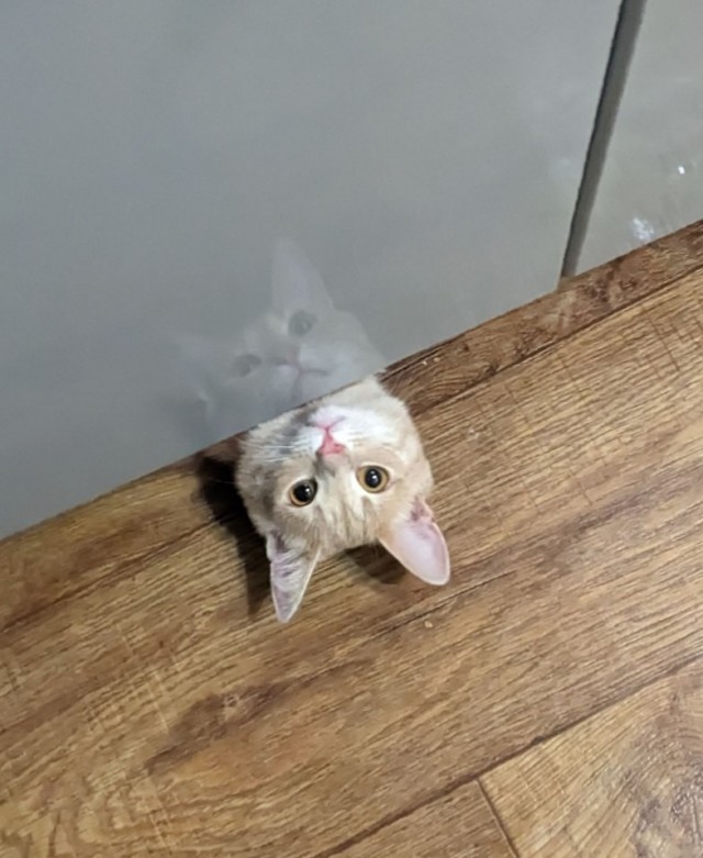Котик из мусорного бака