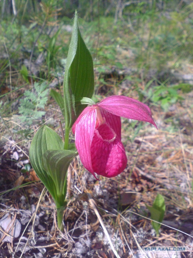 Реквием по мечте.