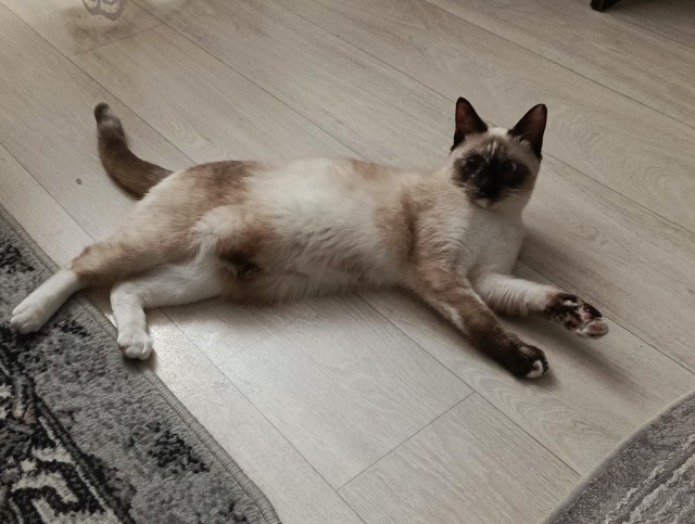 К котовторнику