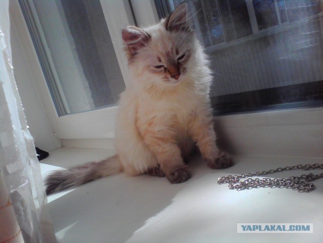 Котовторник 17.09.2013