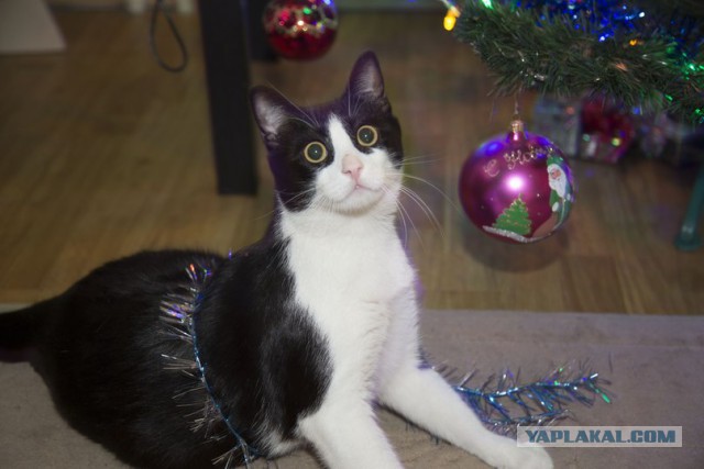 Котовторник 23.12.2014