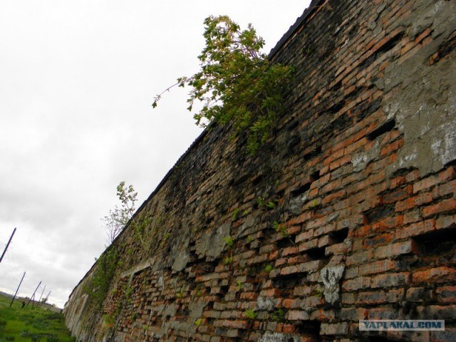 Триумф воли