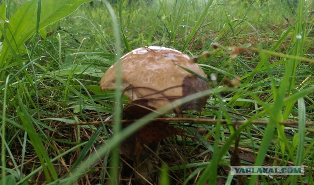 Первый гриб !