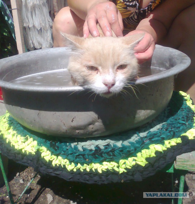 Банный день кота