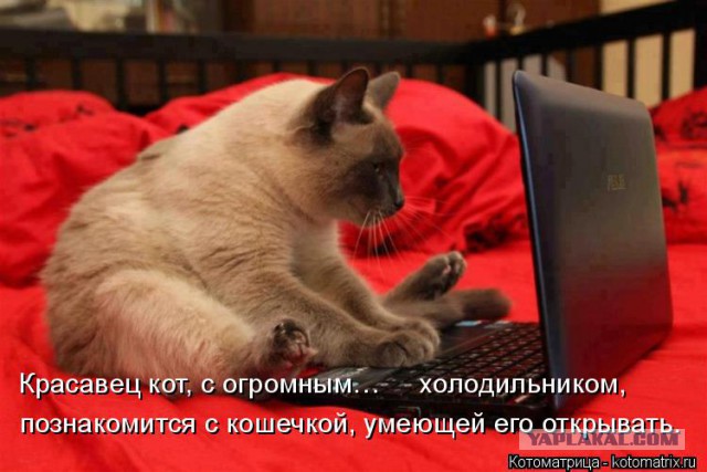 Прикольные коты