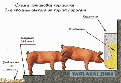 Сердюков стал индустриальным директором