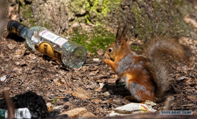 Путин с клювом в халате возглавил журавлиный клин