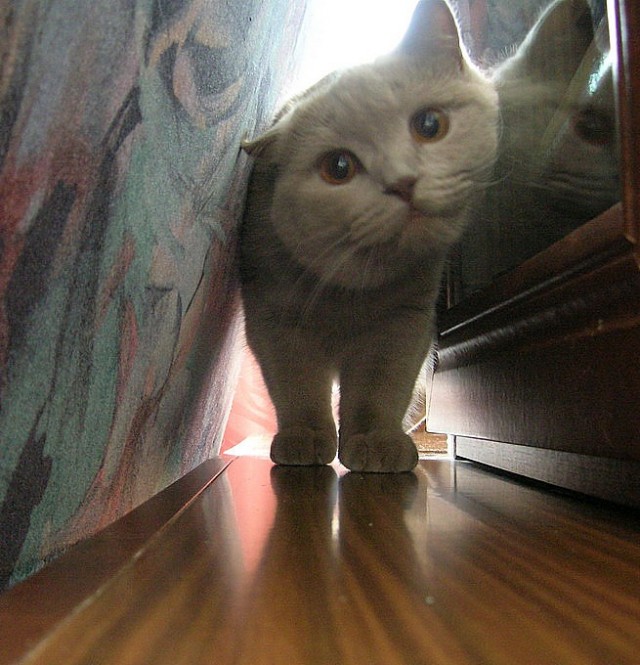 Коты, кошки, котята