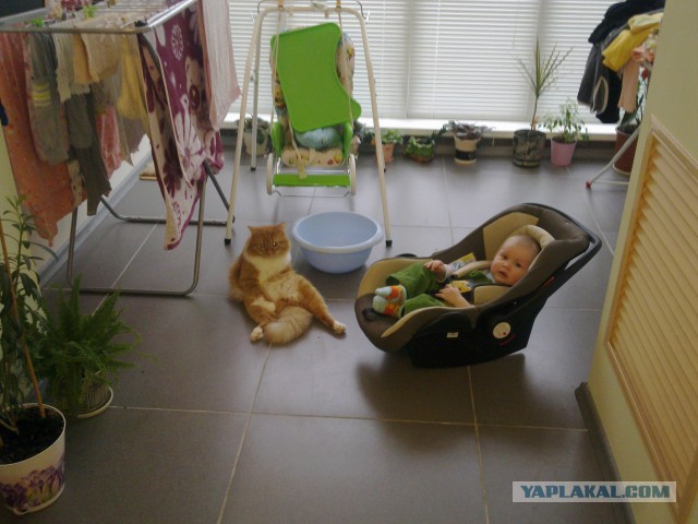 КотоВторник 26.04.2016