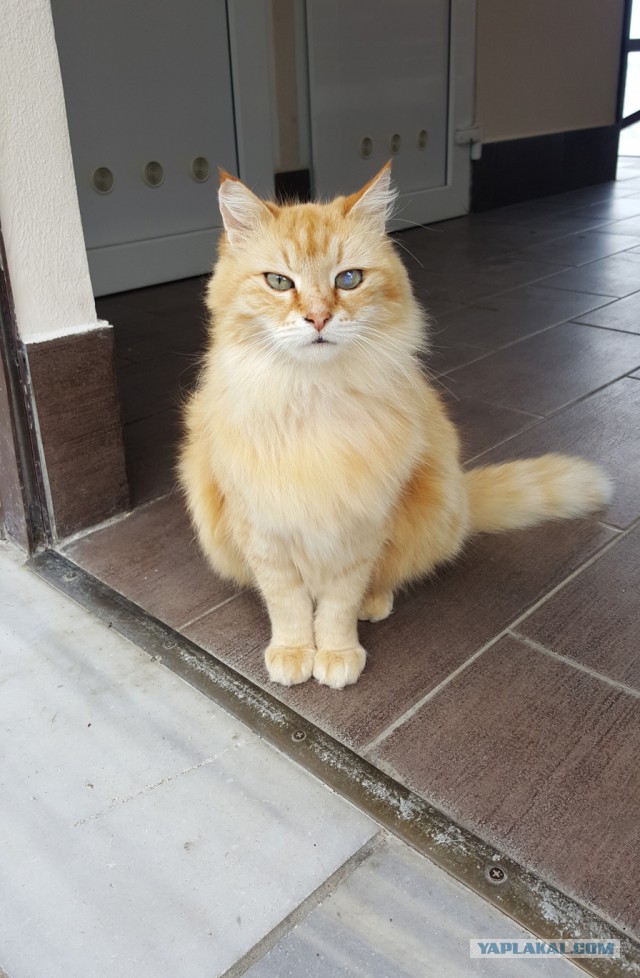 Ваши фотки котов на телефон