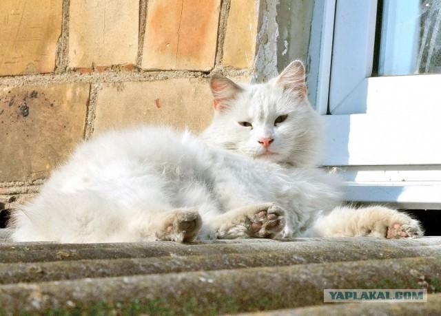 Котовторник 13.09.2016