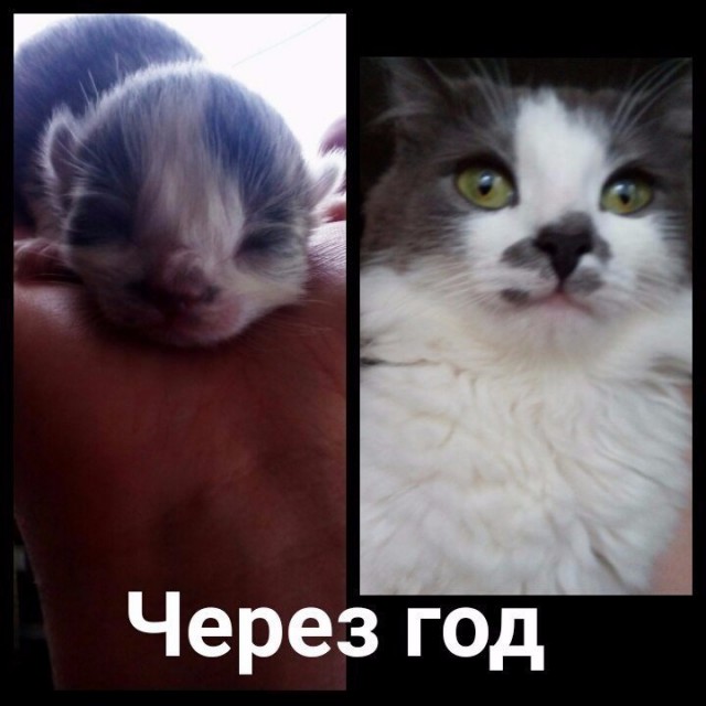 Коты из сети