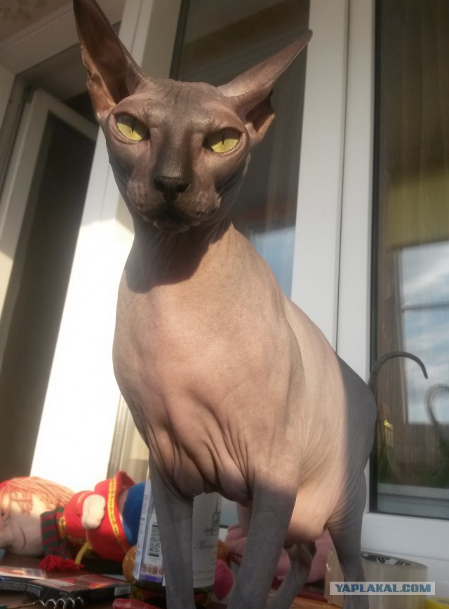 Добрее к кошкам!