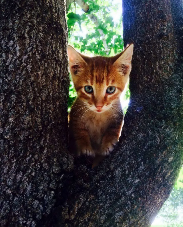 Коты и Кошки