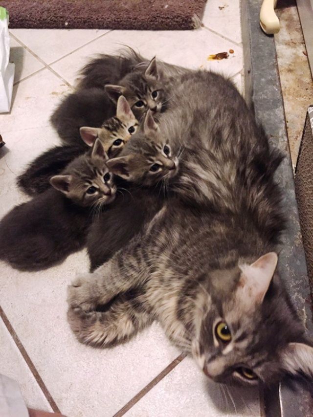 Коты и Кошки