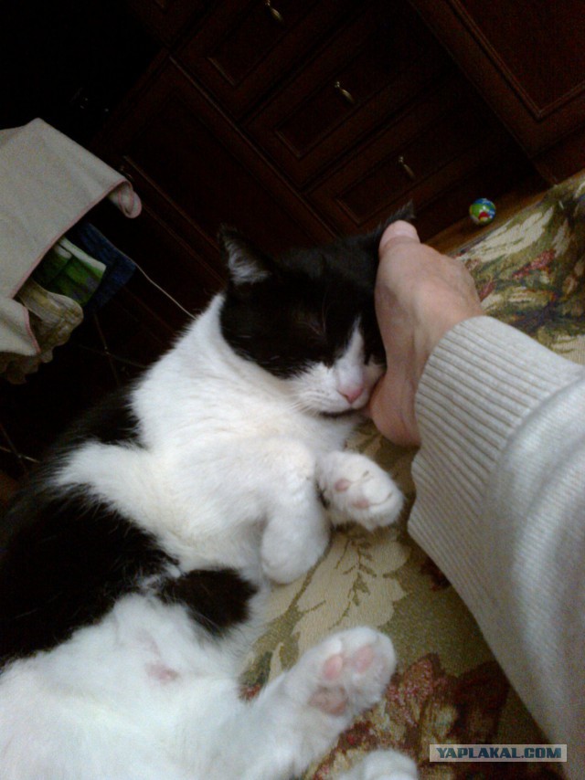 Котовторник 24.10.2017