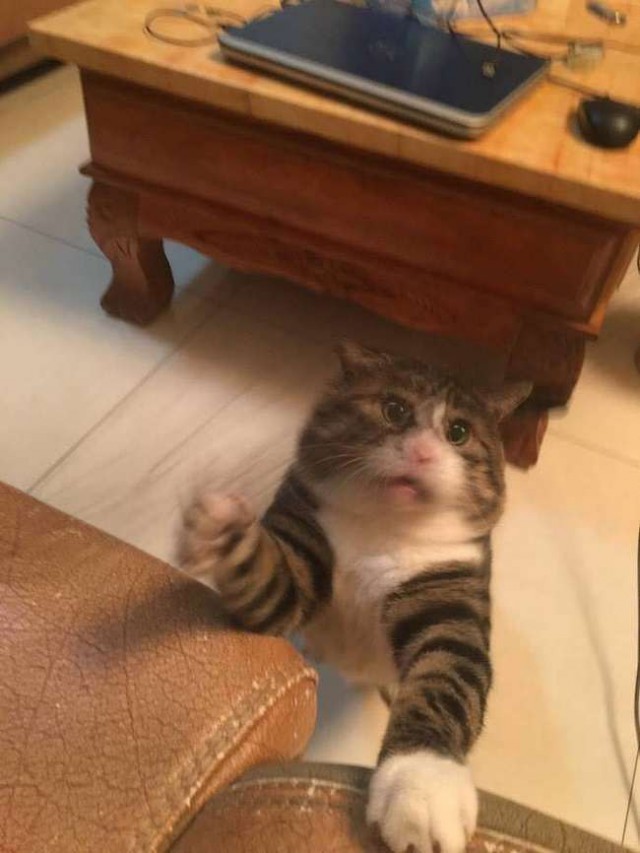 Прикольных котов пост