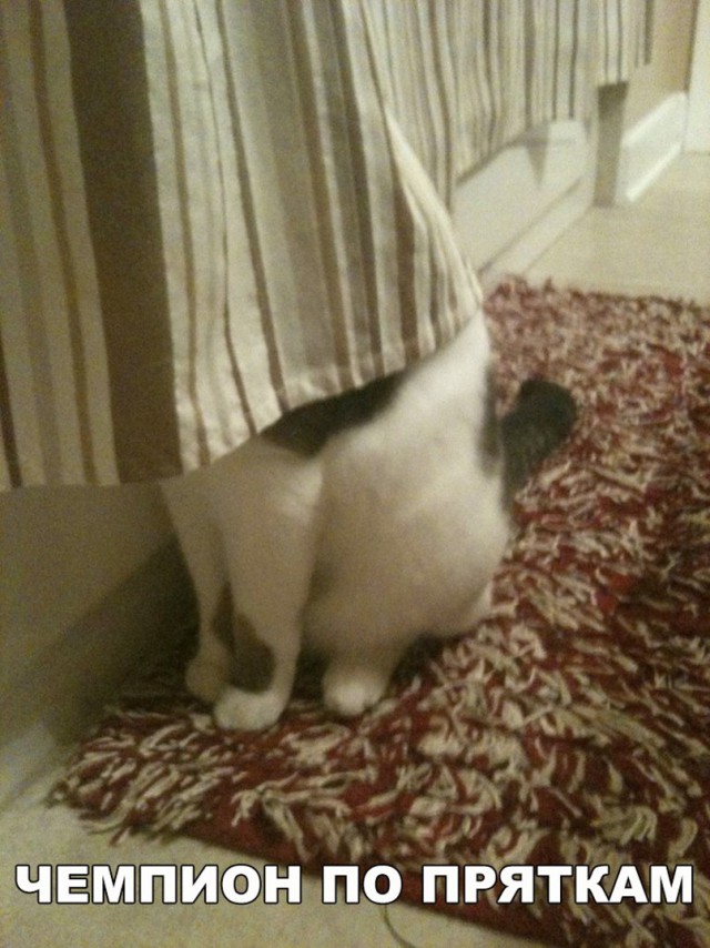 Фотобомбы котов