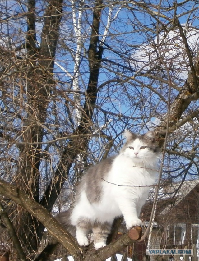 А не открыть бы нам котовторник 03.04.2018