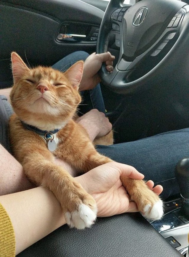 Прикольных котов пост