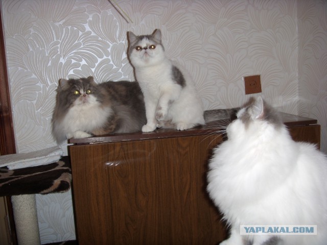 Я все понял. О кошаках