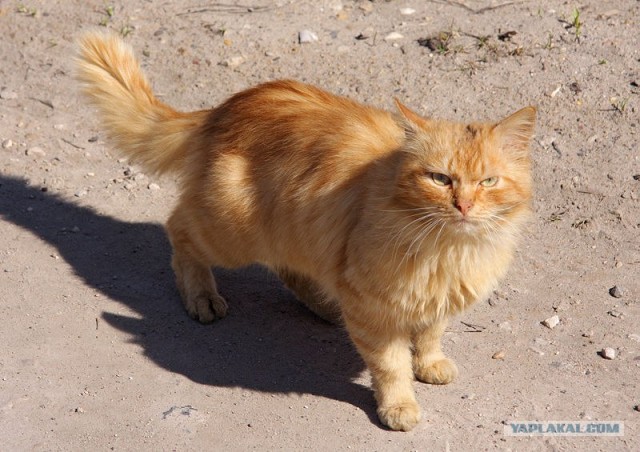 Рыжий котовторник на ЯПлакал!, Смотрим  и добавляем!