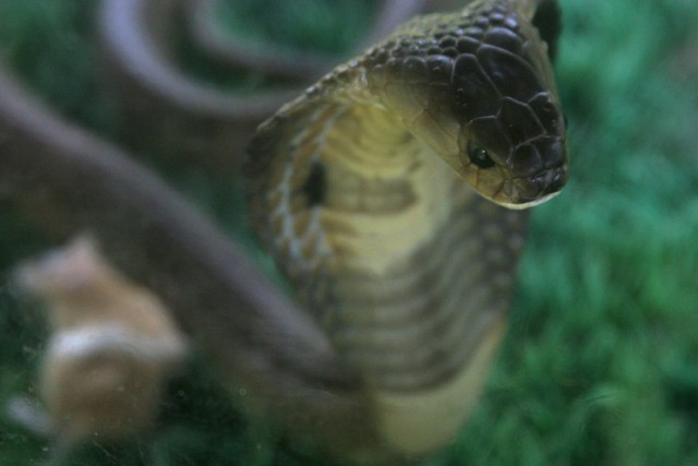 Кормление змей (48 фот)