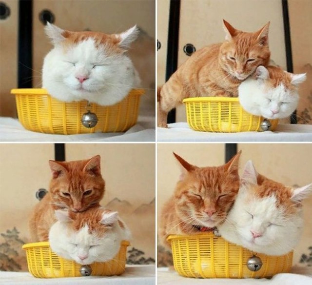 Прикольных котов пост