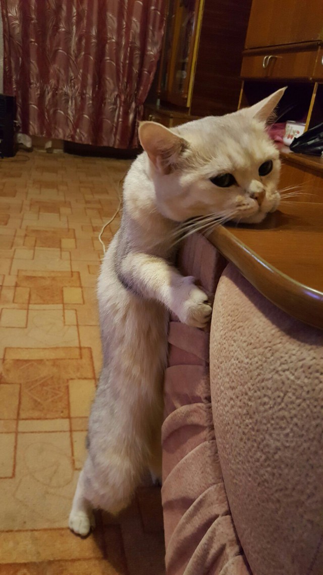 Живность из сети