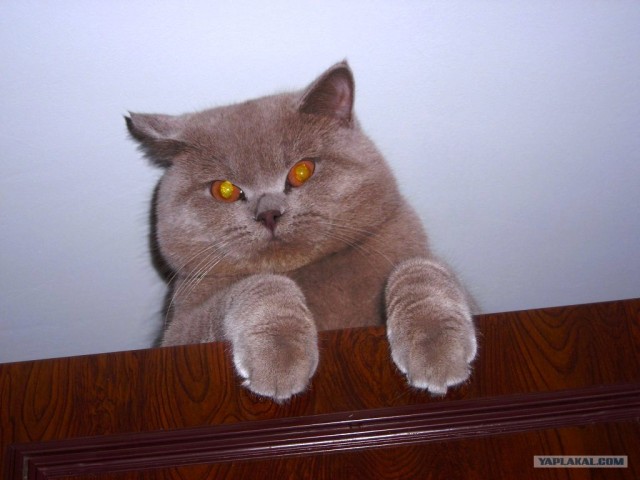Котейкин вторник! Космический 12.04!