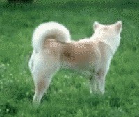 Пятница. Коты vs собаки.