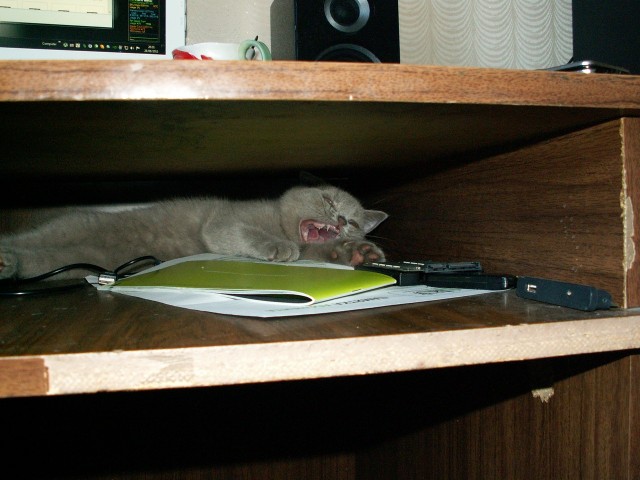 Котовторник с Максом