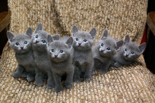 Котовторник так котовторник!