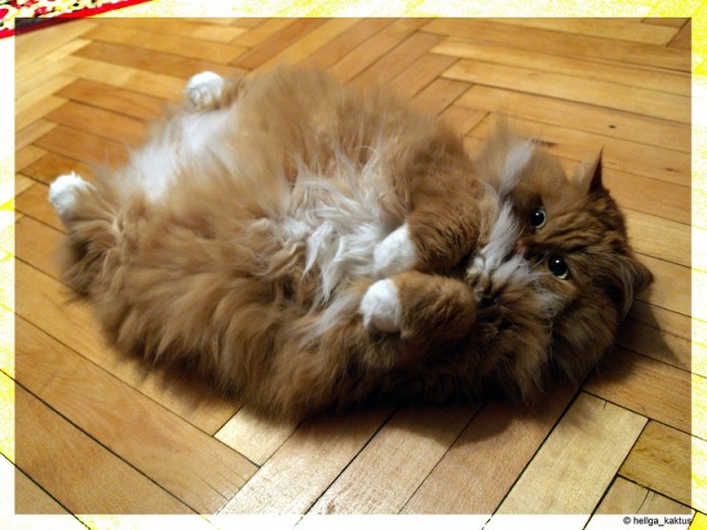 Котовторник 22.11.11