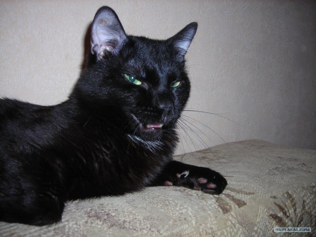 Котовторник (10.01.2012)