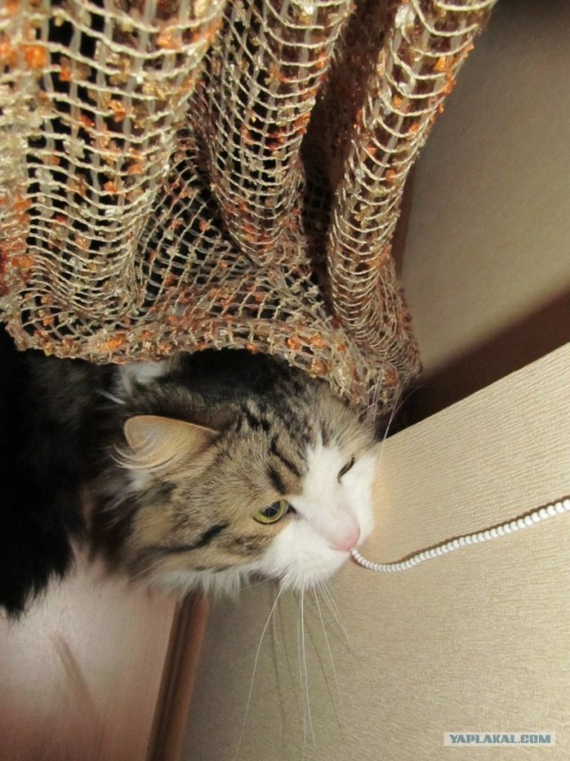 Котовторник (24. 01. 2012 )