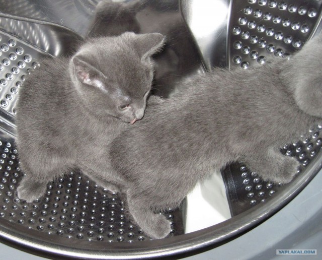 Котовторник (14.02.2012)