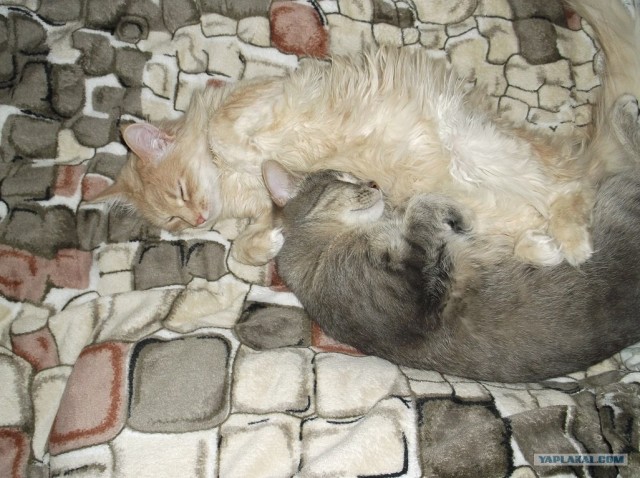 Котовторник 10.04.2012