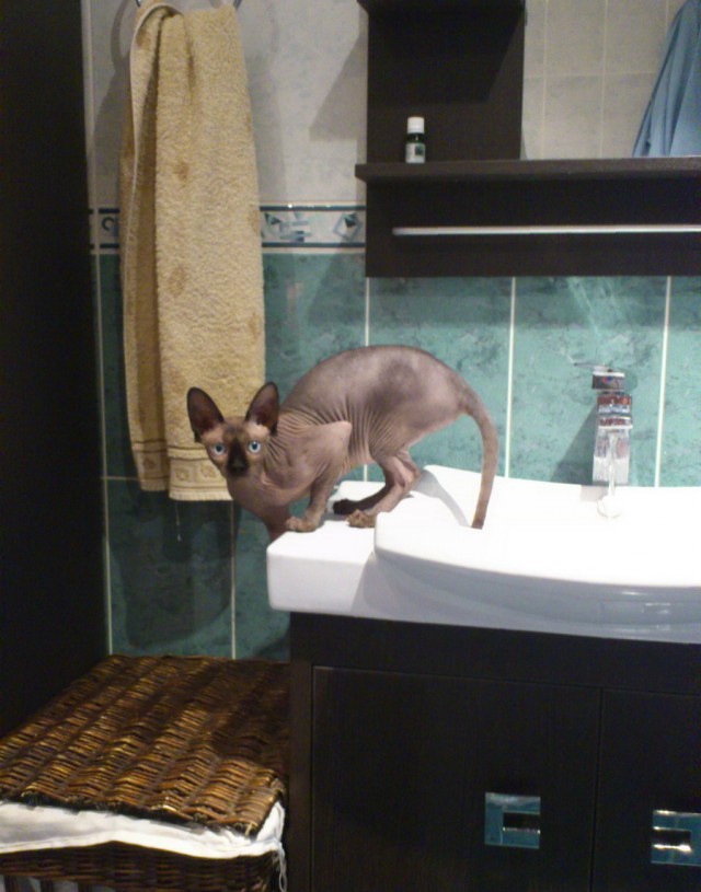 Котовторник   5.06.2012