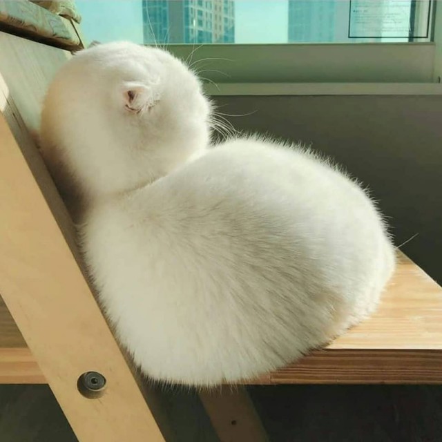 Прикольных котов пост