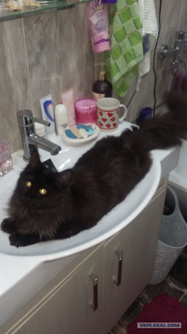 20 снимков с кисточками, доказывающих, что прекраснее мейн-кунов могут быть лишь котята мейн-кунов