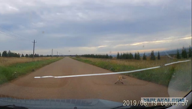 Живность из сети