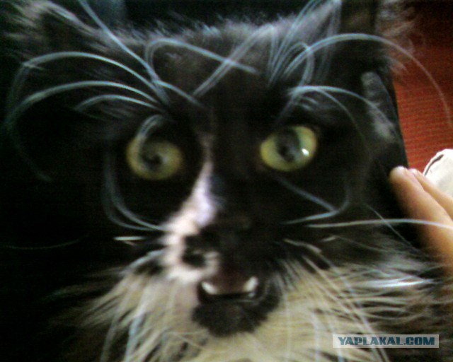 Paзнoвиднocти тьмы