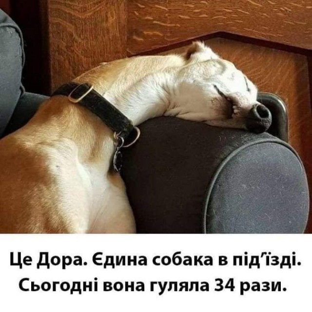 В Норильске мужик пытается гулять с котом